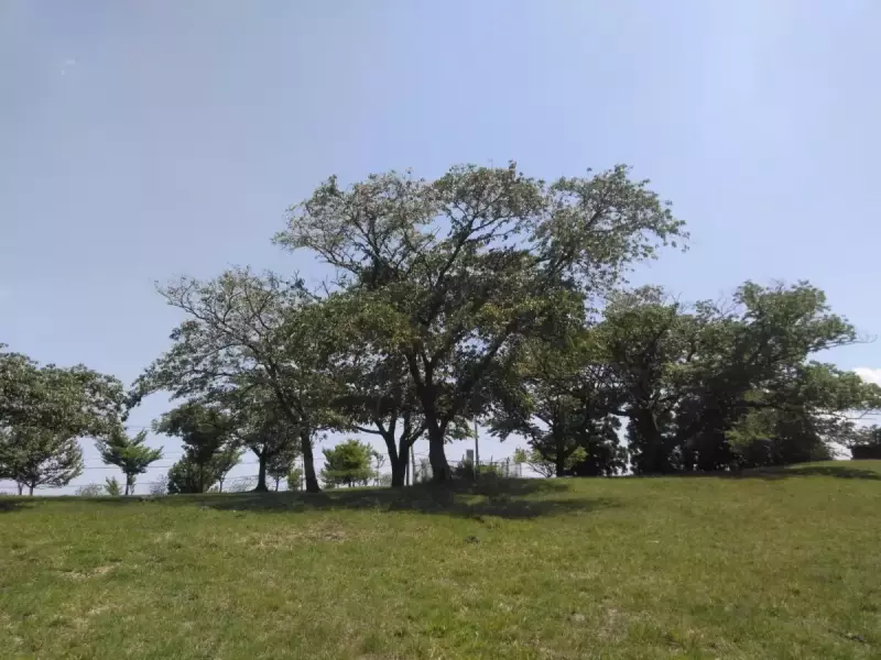 丹沢 大野山 ハイキング 頂上広場