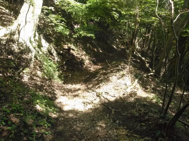 丹沢 大野山 ハイキング 登山道