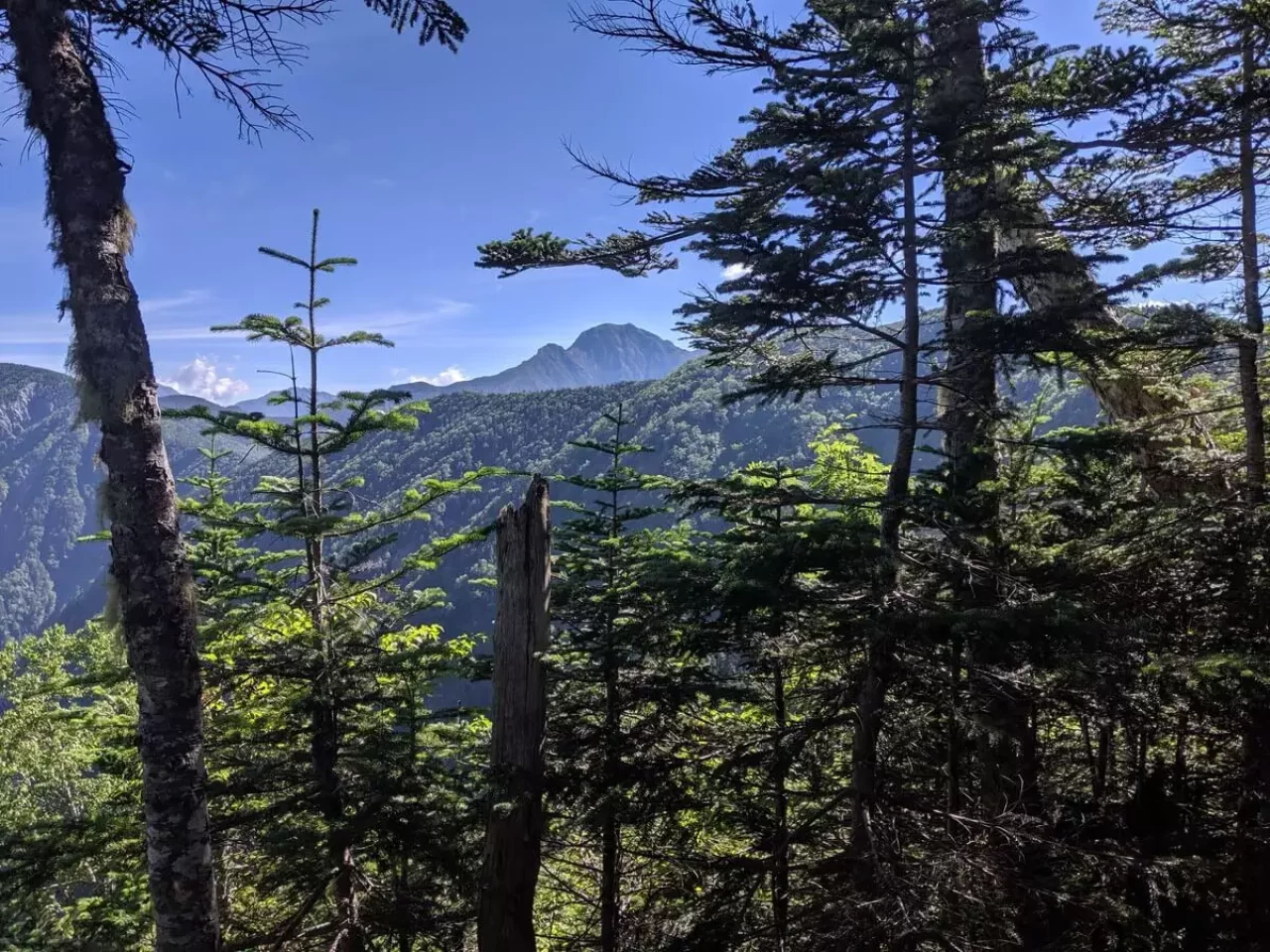 塩見岳が木々の間から眺める