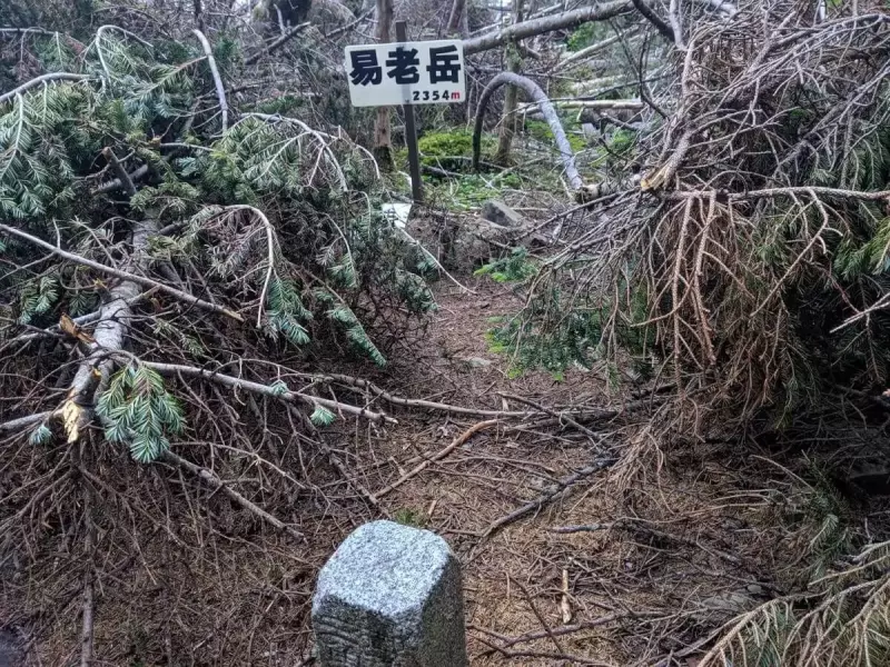 易老岳