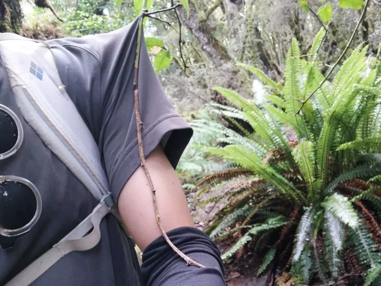 自然の罠にかかった