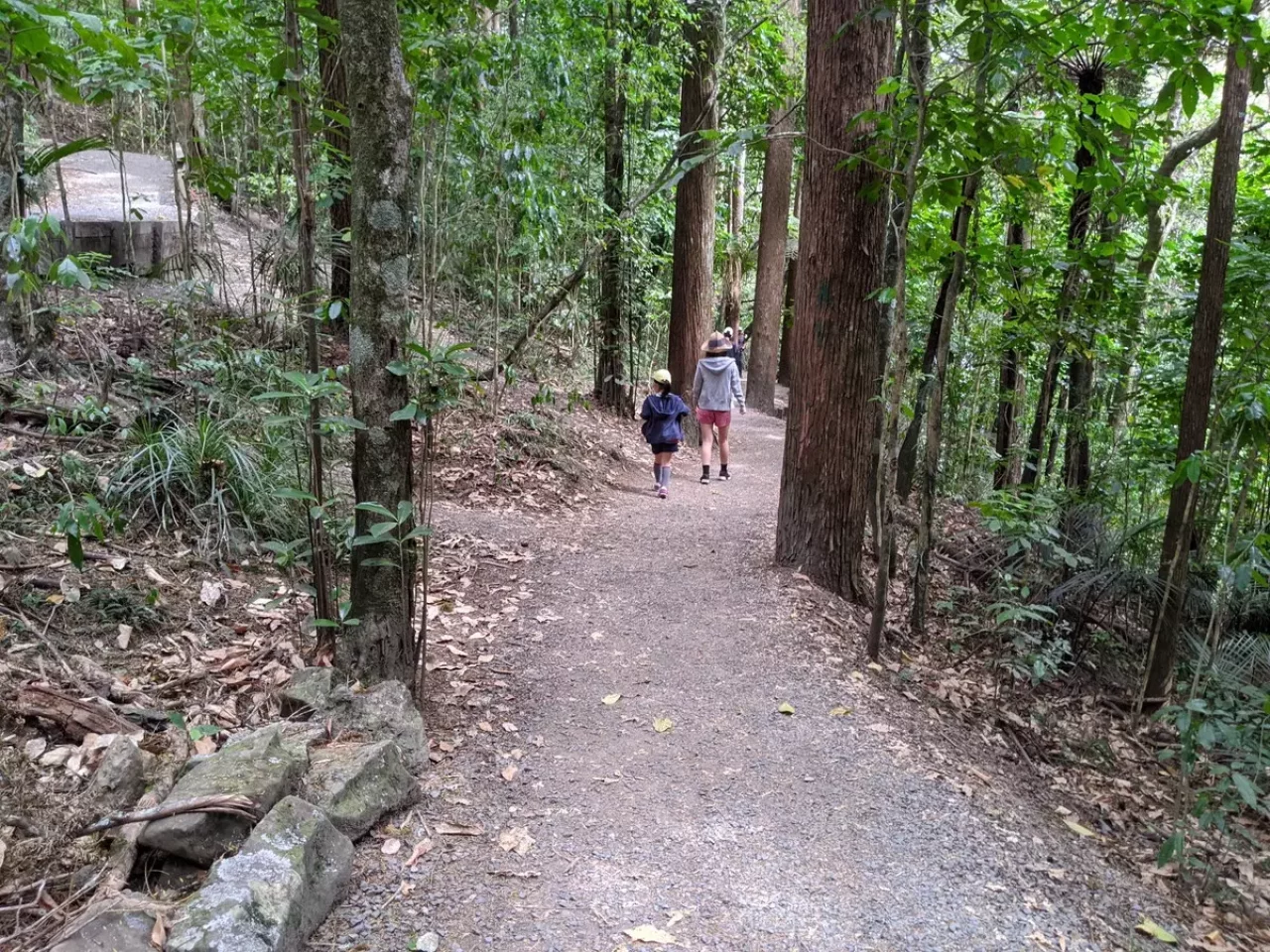 ファンガレイフォールズの森