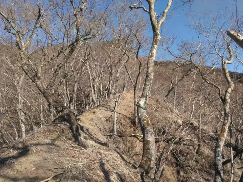 烏尾山 登山 登山道