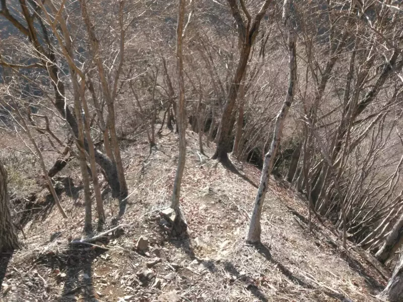 烏尾山 登山 登山道