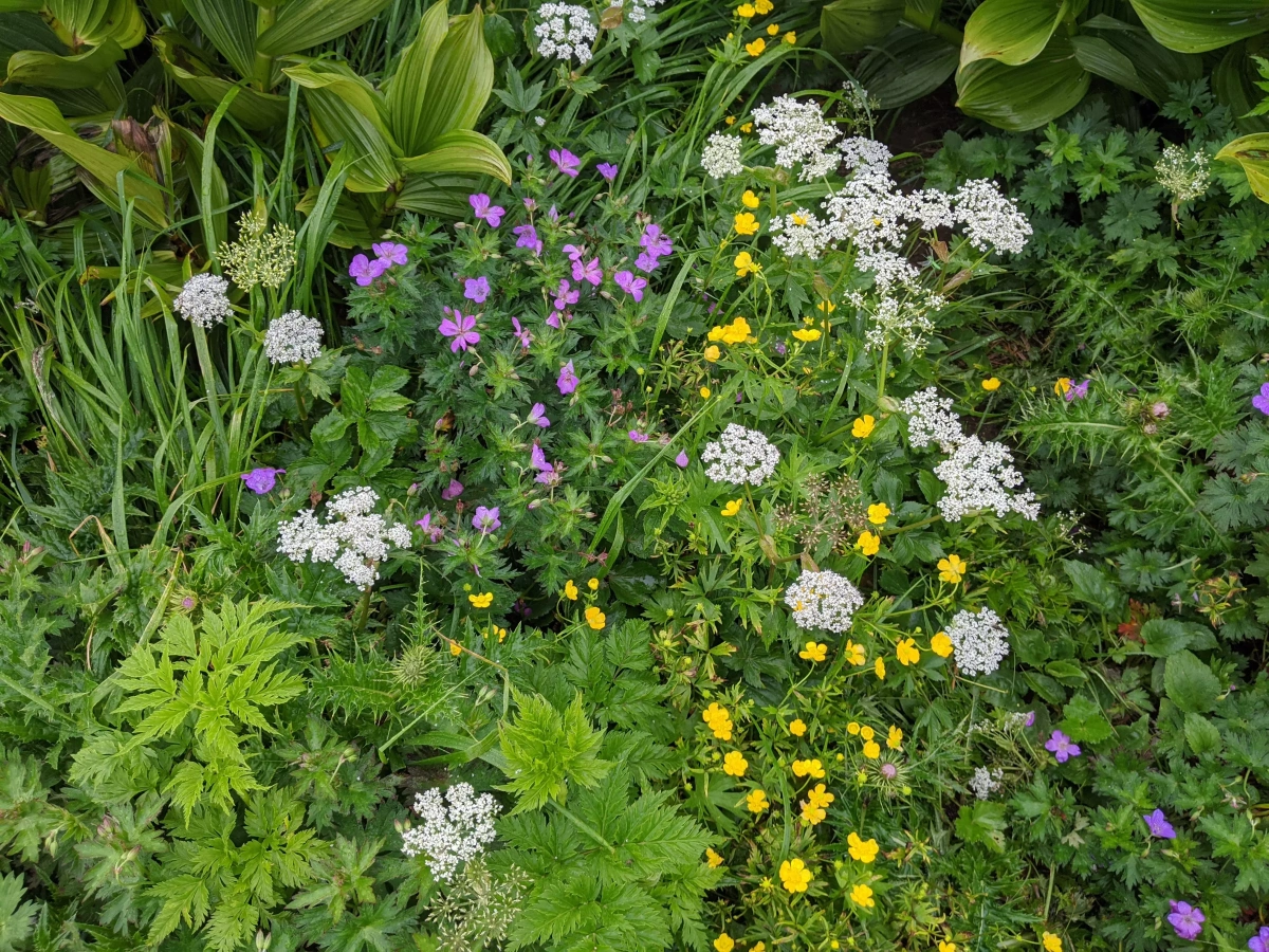 梅雨の時期におすすめの東北の山-6月から7月は高山植物が最も美しい季節