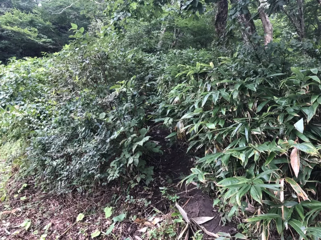 大山ユートピアルート