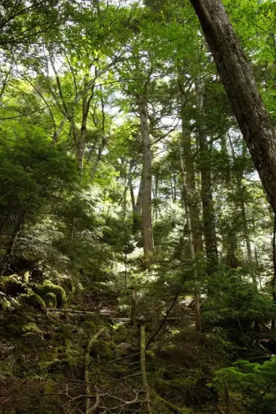 雲取山