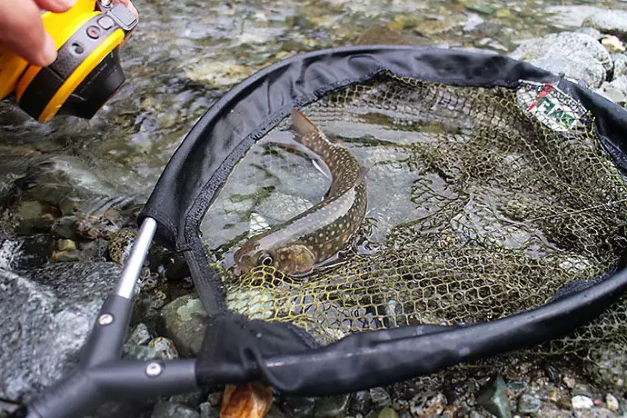 岩魚を釣り上げる