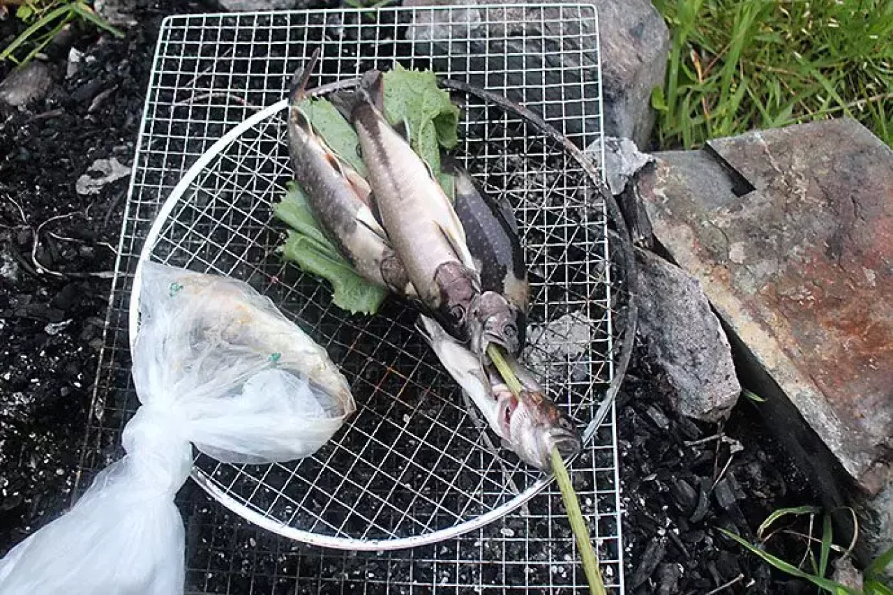 釣り上げた岩魚達