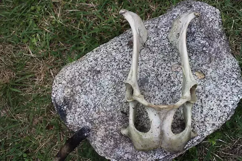 鹿の頭蓋骨
