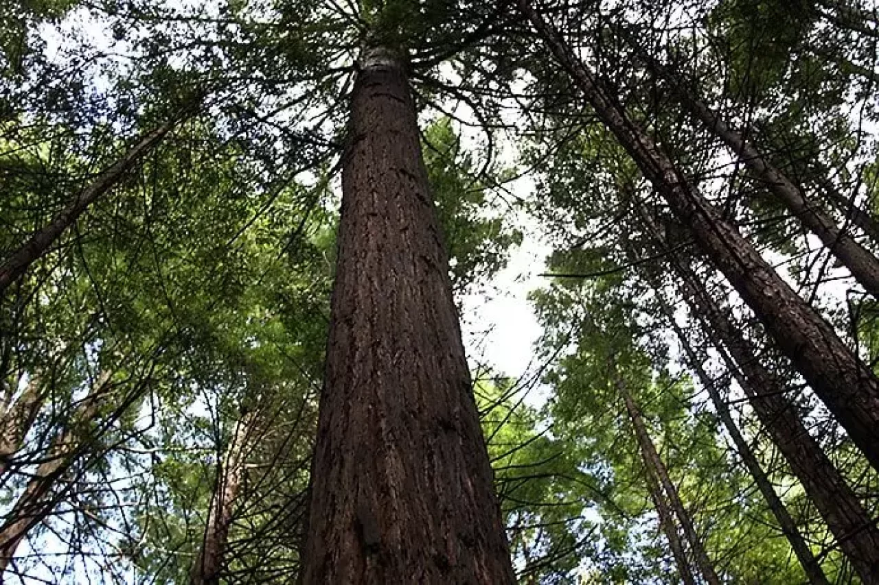 レッドウッド ファカレワレワ フォレスト