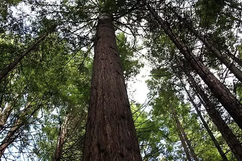 レッドウッド ファカレワレワ フォレスト