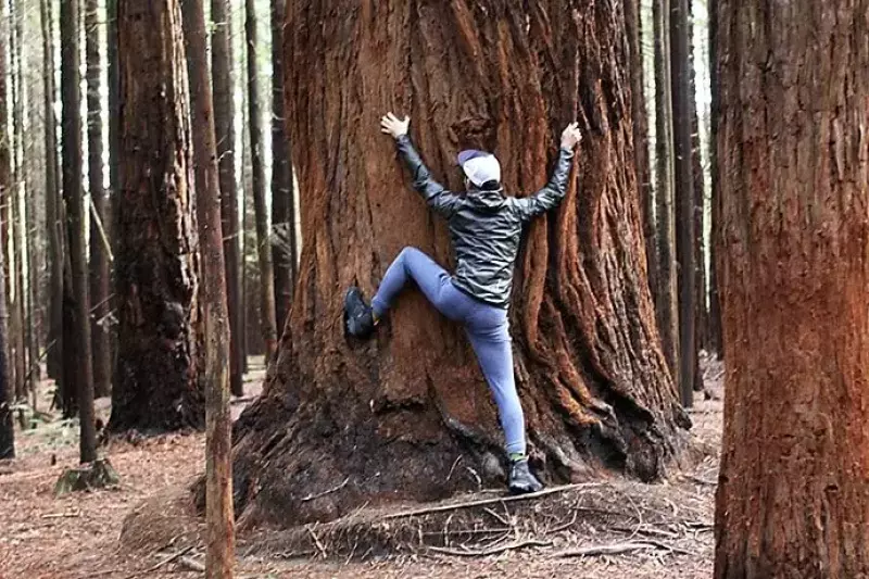 レッドウッド ファカレワレワ フォレスト