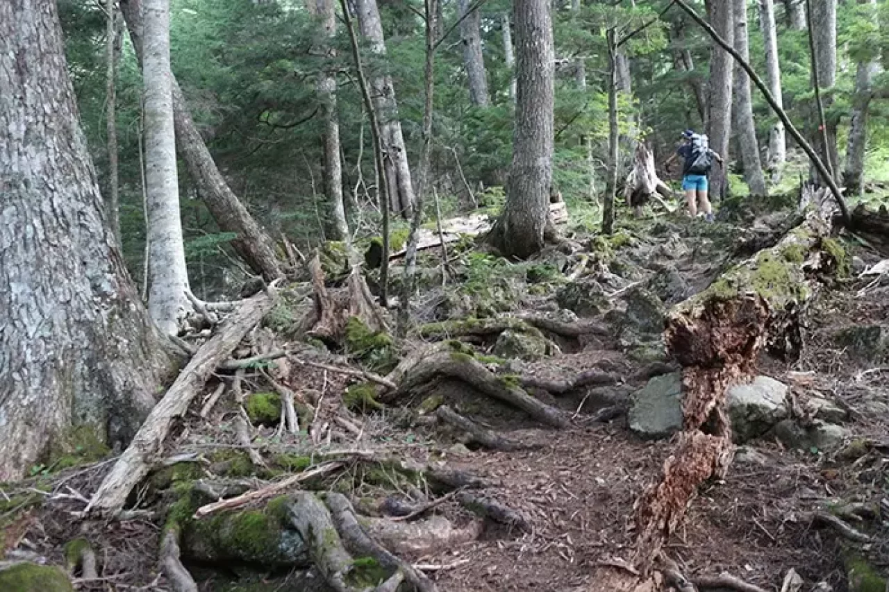 広河原峠までの登山道