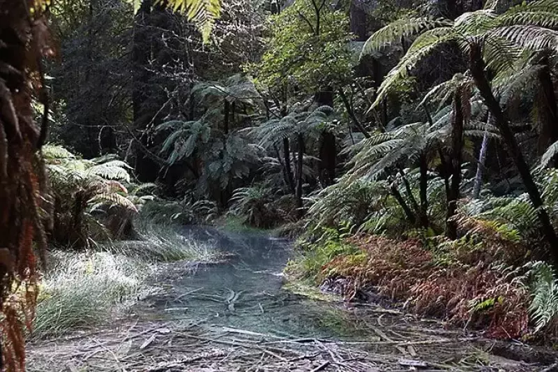 レッドウッド ファカレワレワ フォレスト
