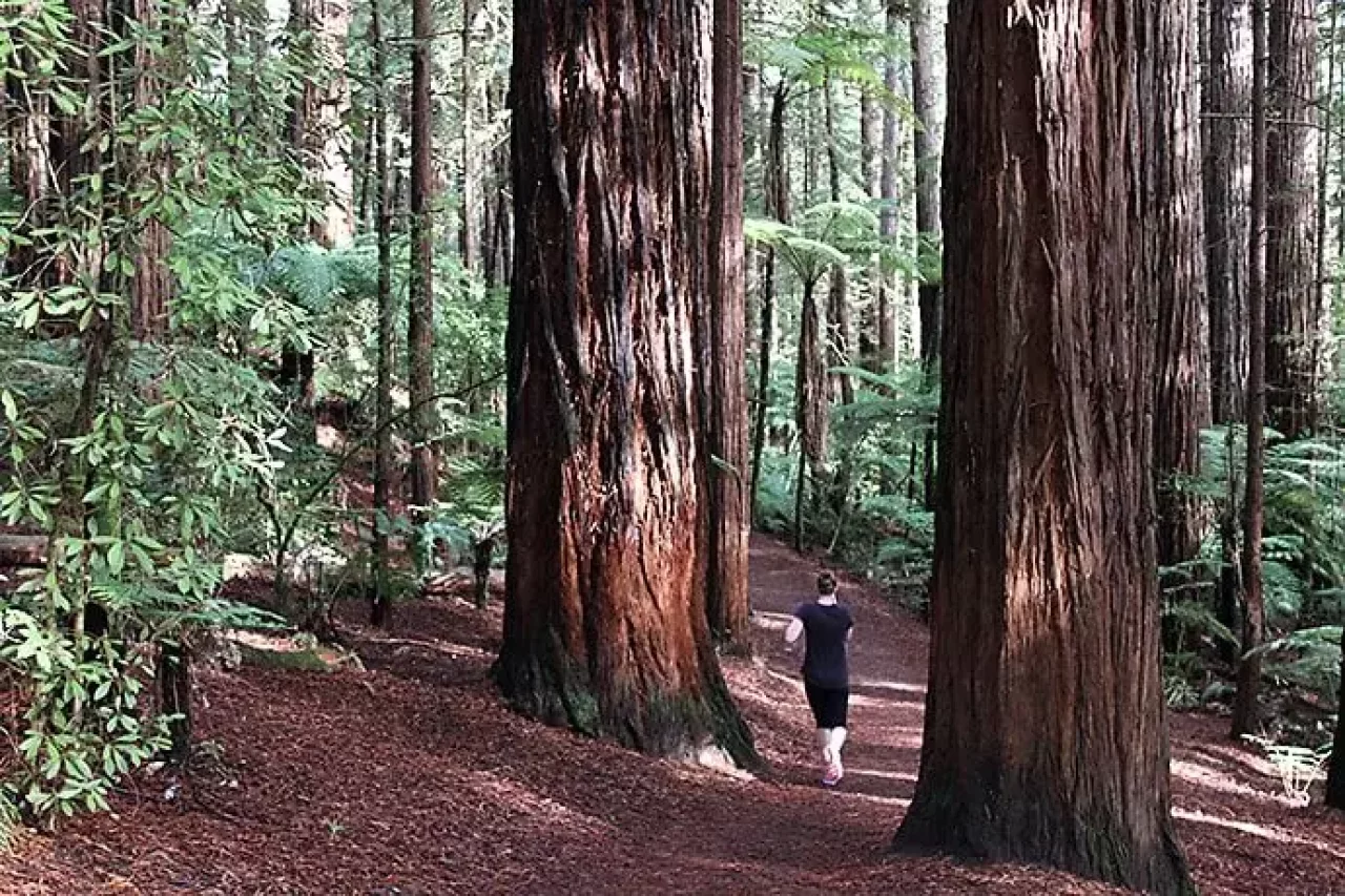 レッドウッド ファカレワレワ フォレスト