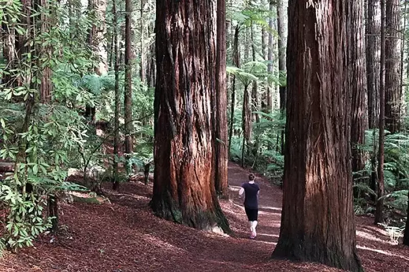 レッドウッド ファカレワレワ フォレスト