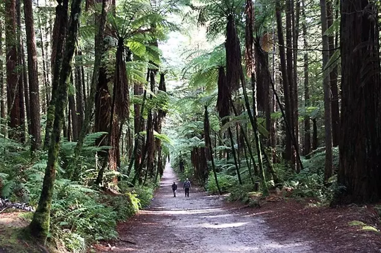 レッドウッド ファカレワレワ フォレスト