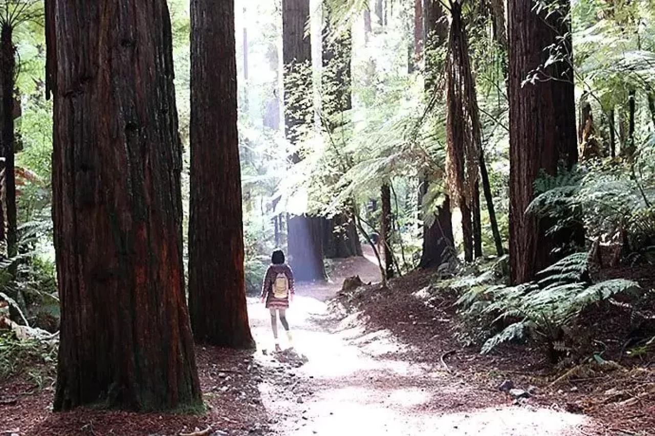 レッドウッド ファカレワレワ フォレスト