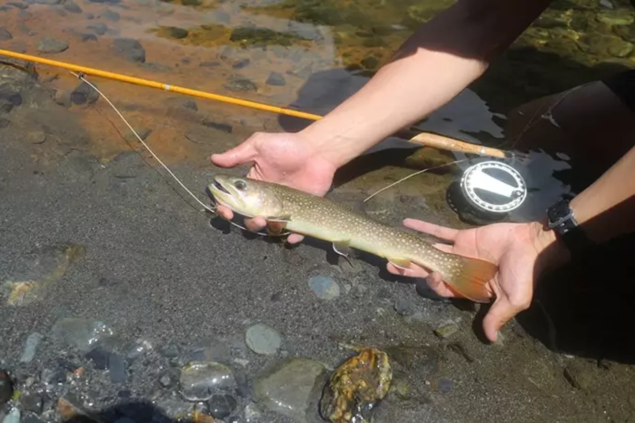 野呂川でテンカラ&フライフィッシング