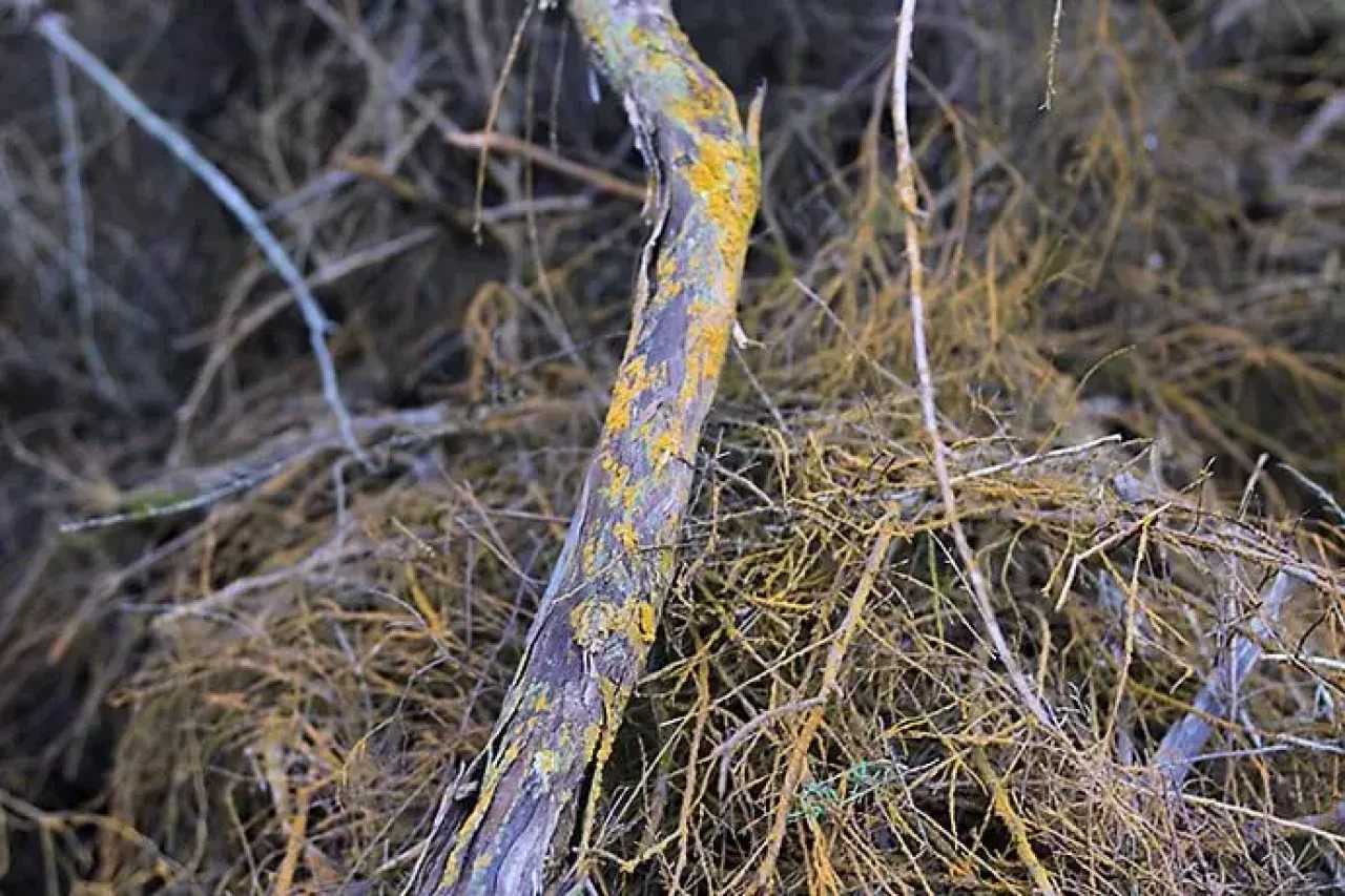 ニュージーランド ロトルアのワイオタプの見所