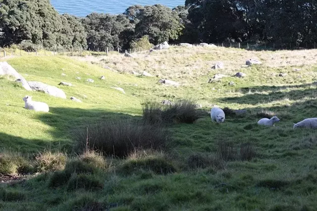 タウランガ「ザ・マウント」のトレイル