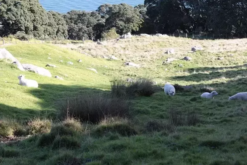 タウランガ「ザ・マウント」のトレイル