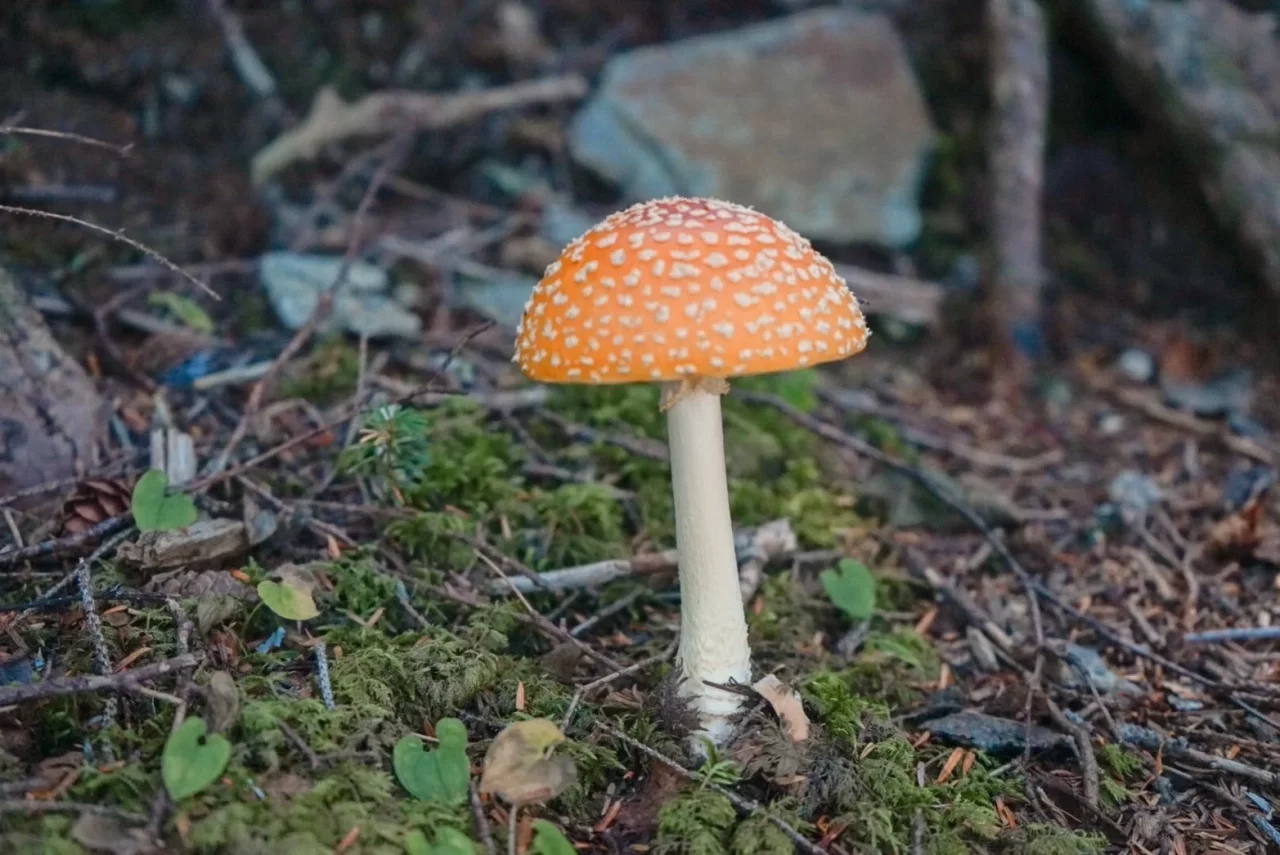 森に生えてたきのこ