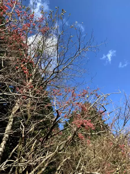 今回のルートで何回も見上げた小さな実が可愛らしいマユミ