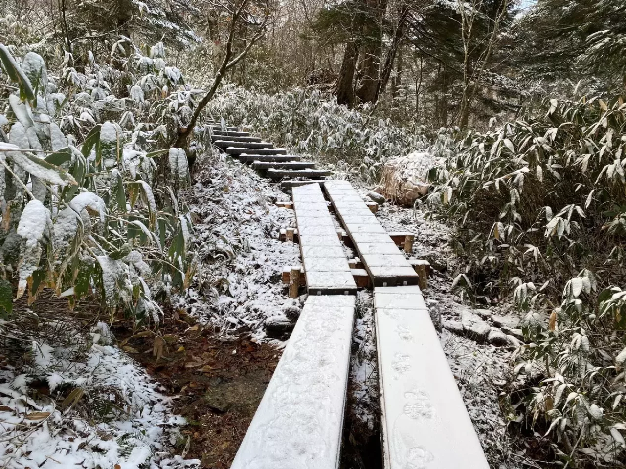 尾瀬11月上旬の登山道