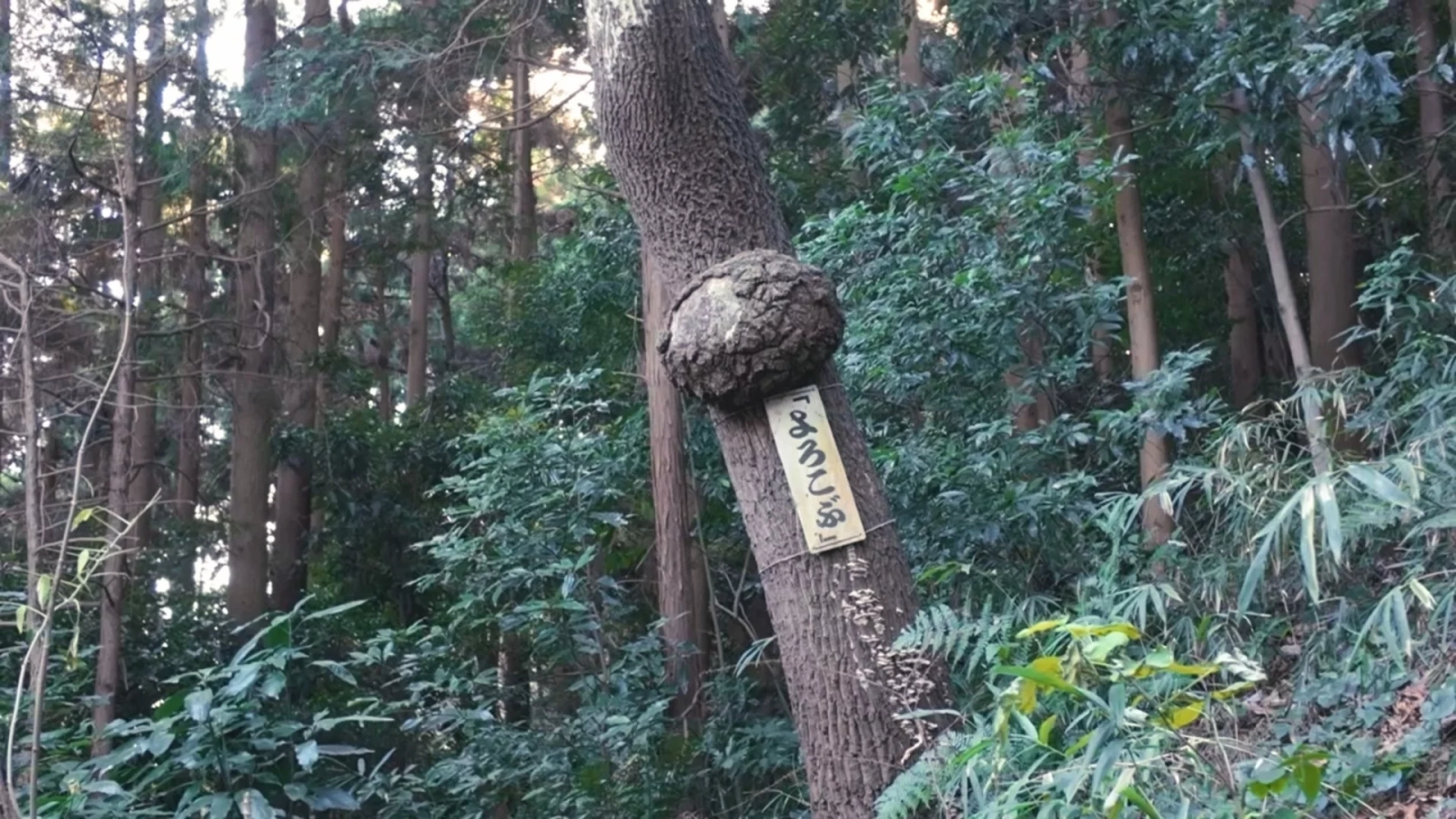 【小町山】ピクニック気分で低山ハイキング|夫婦で楽しむ茨城の低山