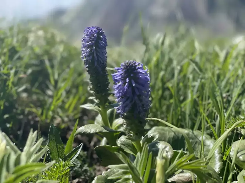 白馬大雪渓上部の避難小屋から村営頂上宿舎