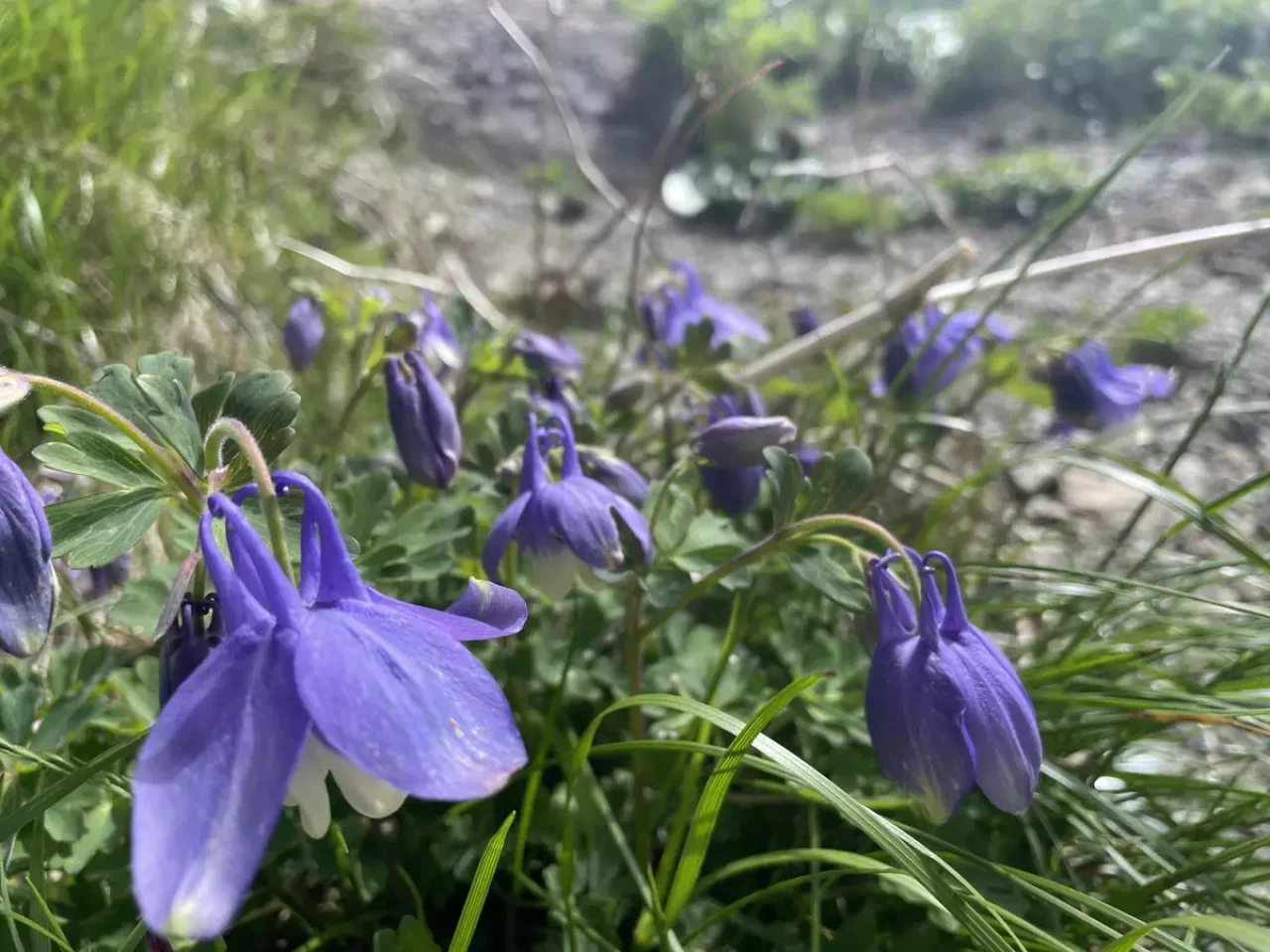 日光白根山の登山っていつから?
