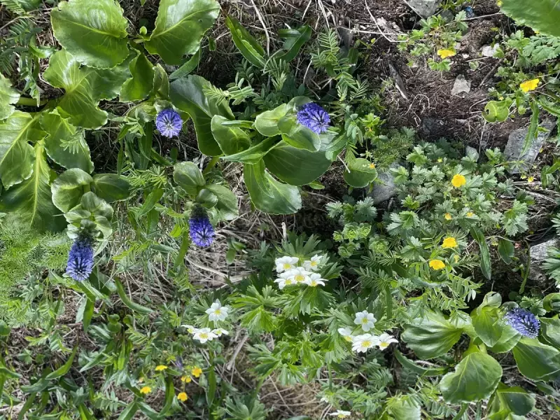 白馬大雪渓上部の避難小屋から村営頂上宿舎