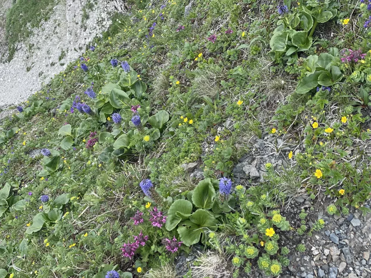 白馬岳から白馬三山への道のり