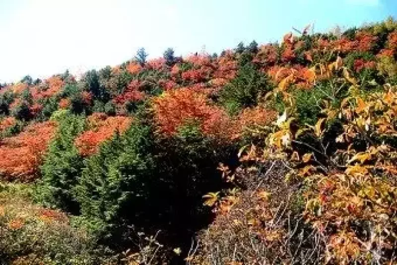 草津白根山の登山