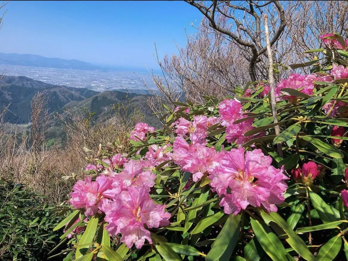 日本百名山の著者【深田久弥】が登山に目覚めた山『富士写ヶ岳にシャクナゲを見に行こう!』