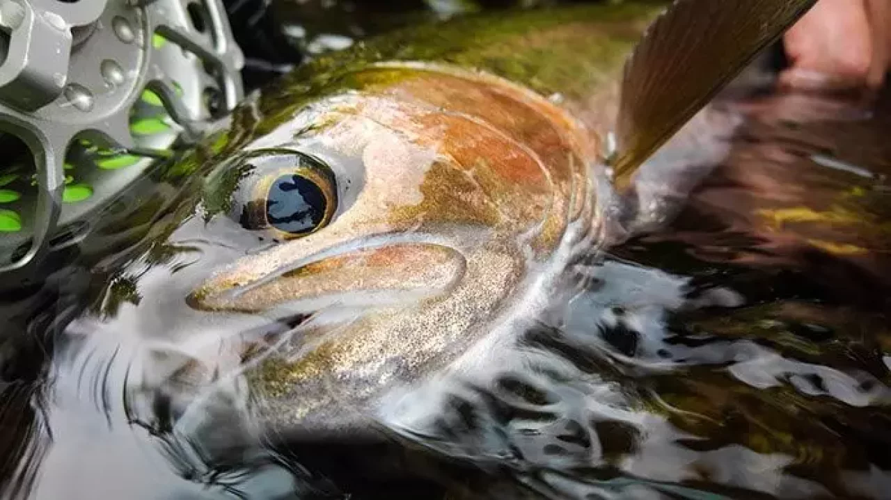 TORQUEG03で撮影する水中写真