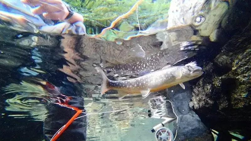 TORQUEG03で撮影する水中写真