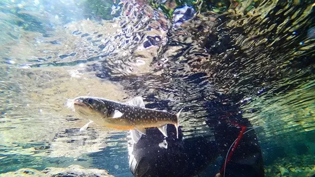 TORQUEG03で撮影する水中写真