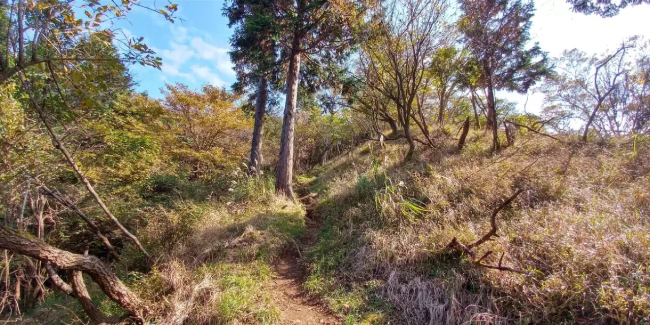 丹沢 三ノ塔 登山道