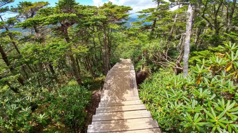国師ヶ岳 登山 登山道