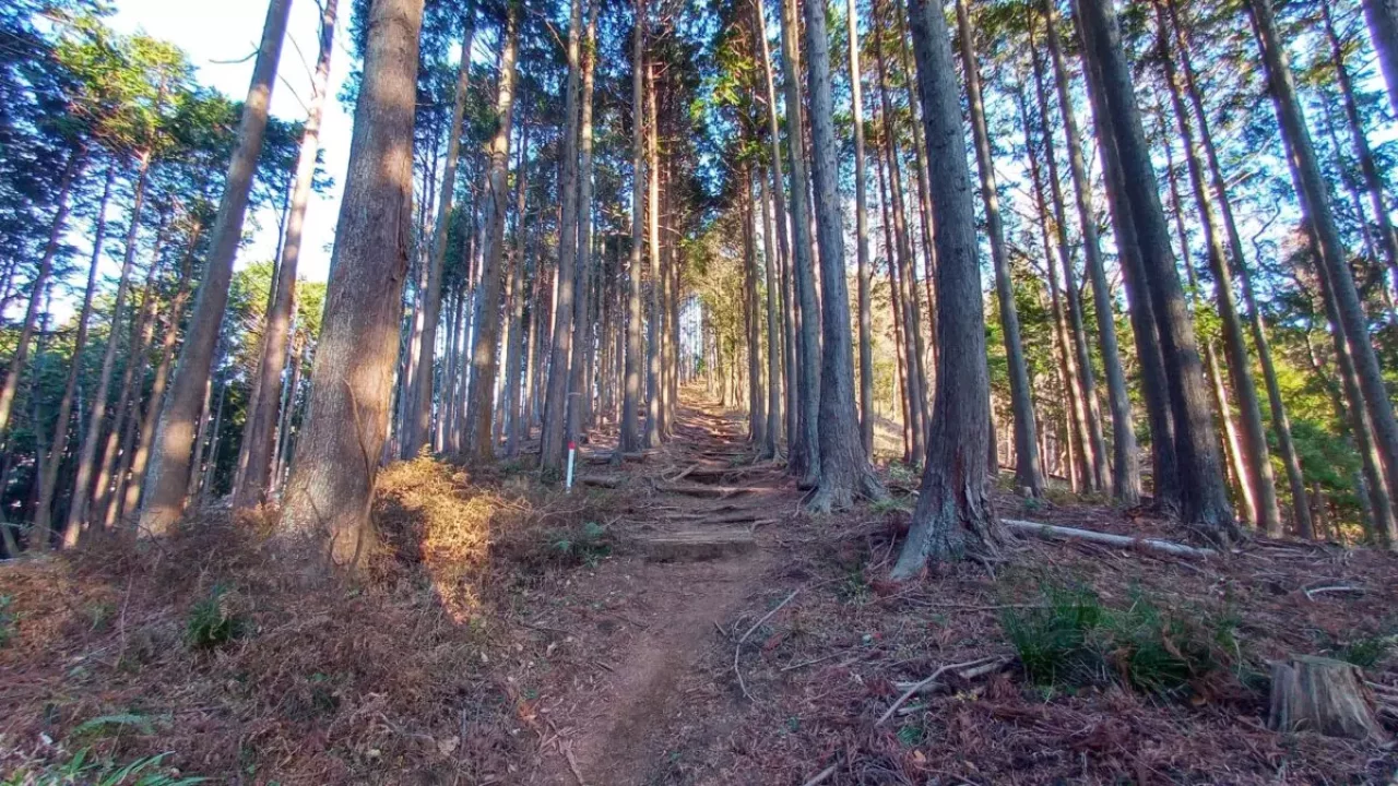 丹沢 三ノ塔 三ノ塔尾根