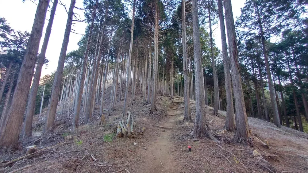 丹沢 三ノ塔 三ノ塔尾根