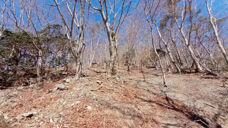 丹沢 鍋割山 マルガヤ尾根