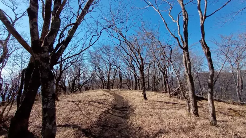 丹沢 鍋割山 稜線
