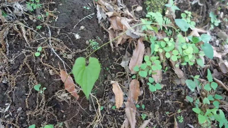 塔ノ岳 登山開始