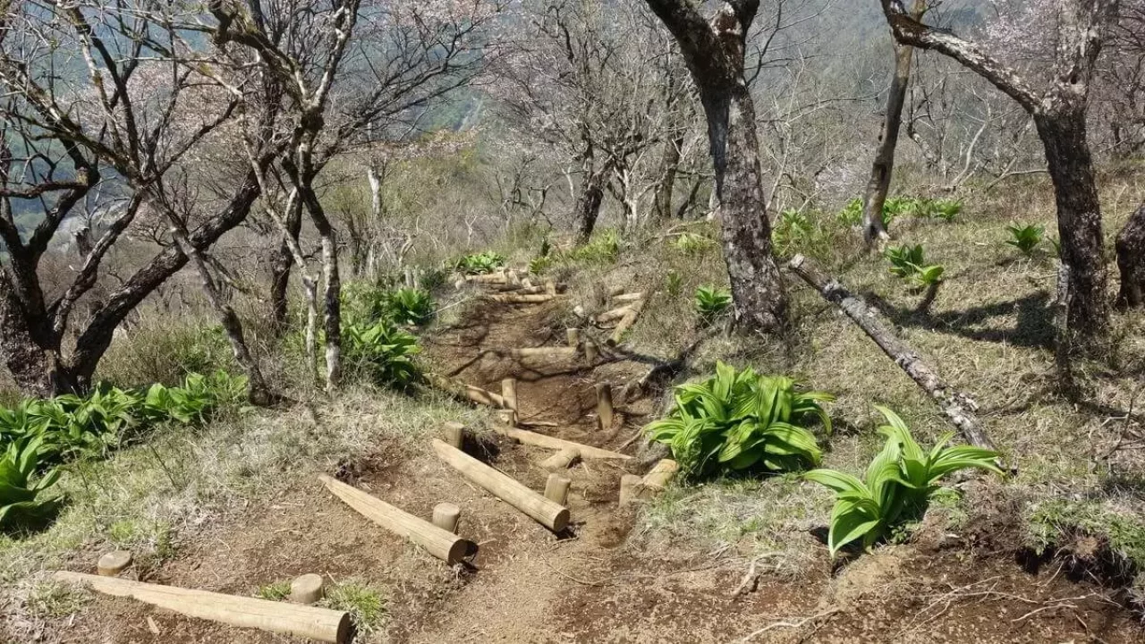 塔ノ岳頂上からの水場へのトレイル