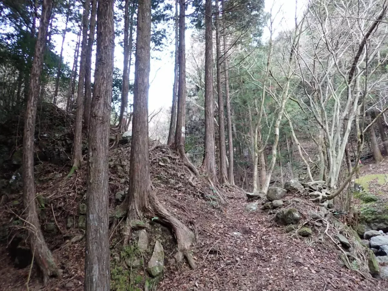 大山三峰山 登山 登山道