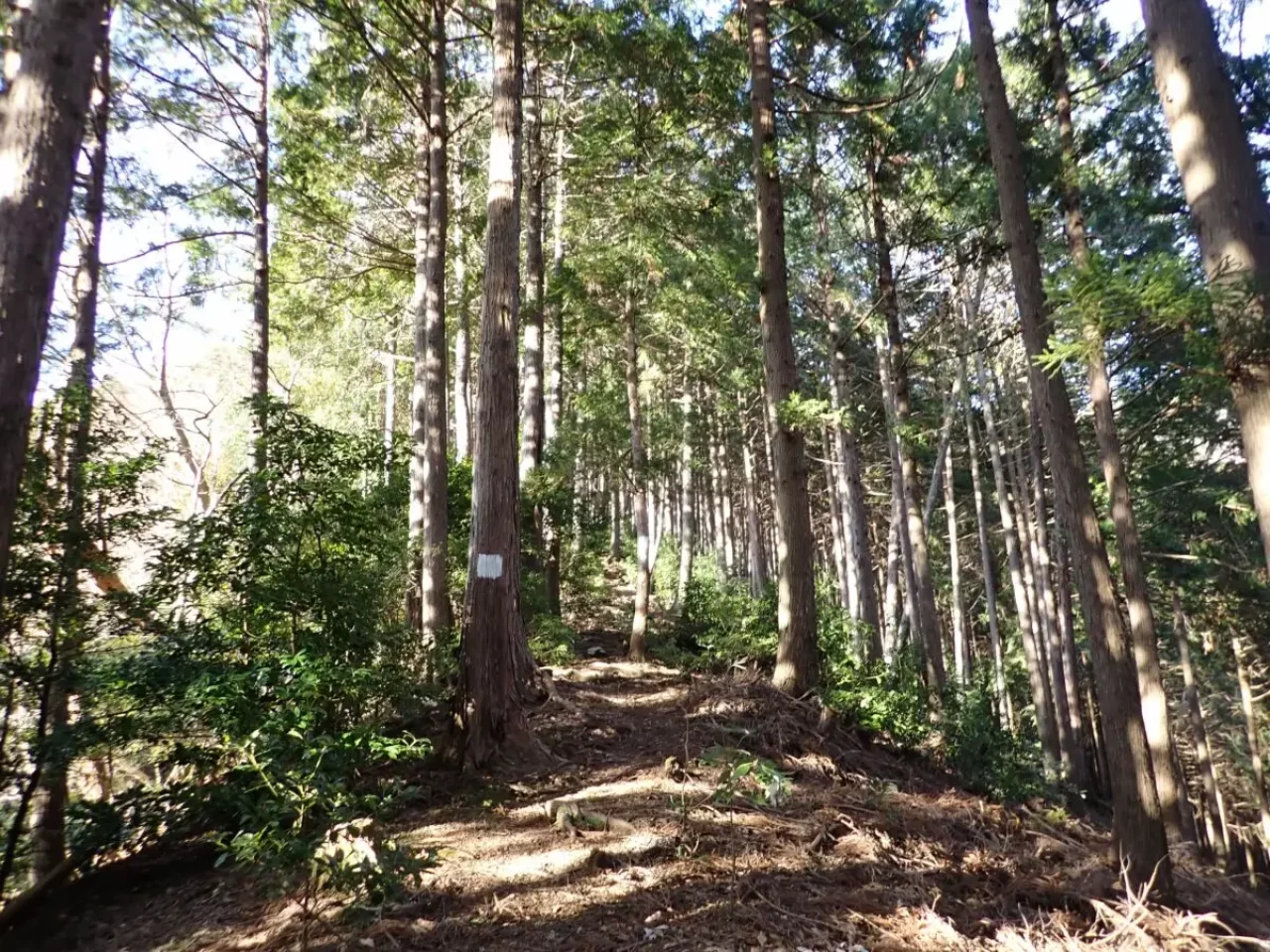 大山三峰山 登山 登山道